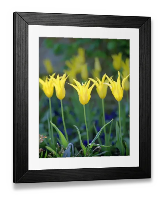 Framed Print : Tulips N060106