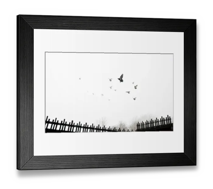 Framed Print : Pigeons DP092361 Framed Print : Pigeons DP092361