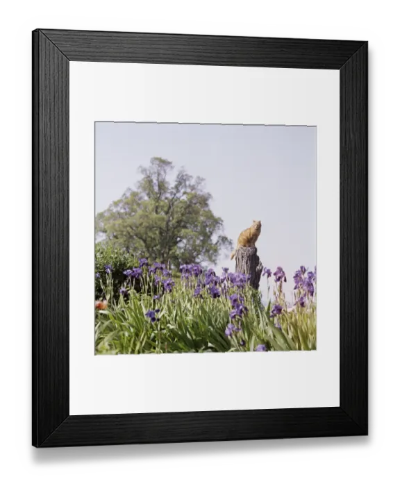 Framed Print : Cat perch FF002964 Framed Print : Cat perch FF002964