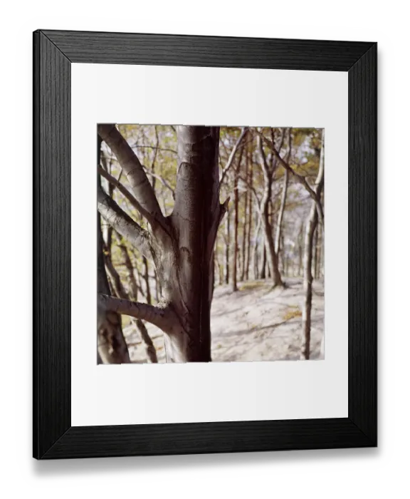 Framed Print : Beech wood FF002987
