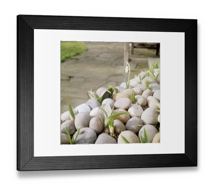 Framed Print : Flower bulbs FF003108