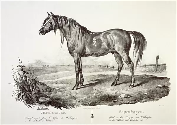 Copenhagen, the Duke of Wellingtons horse J050173