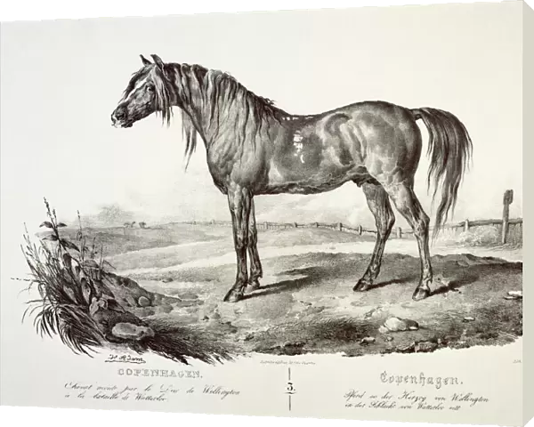 Copenhagen, the Duke of Wellingtons horse J050173