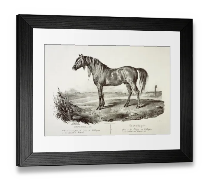 Framed Print : Copenhagen, the Duke of Wellingtons horse J050173
