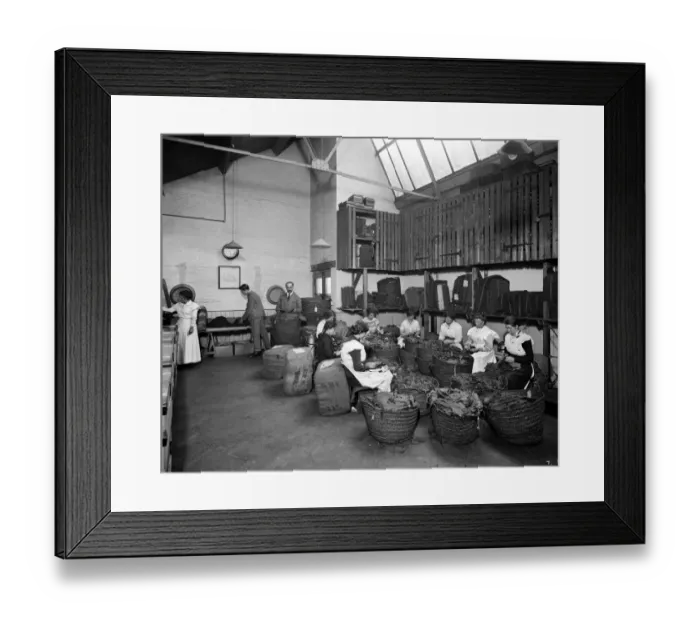 Framed Print : Leaf-picking, Teafani & Co Works, Brixton BL23660_007 Framed Print : Leaf-picking, Teafani & Co Works, Brixton BL23660_007