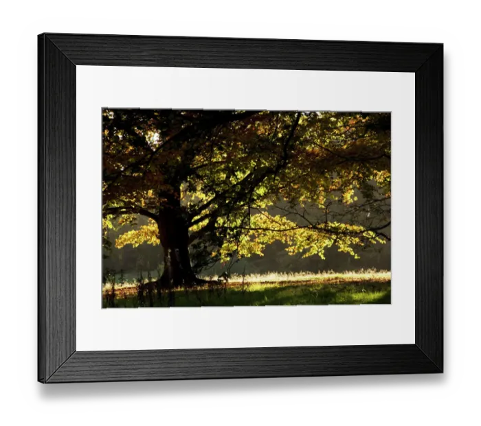 Framed Print : Autumn colour N072054