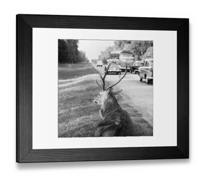 Framed Print : Richmond Park a064398