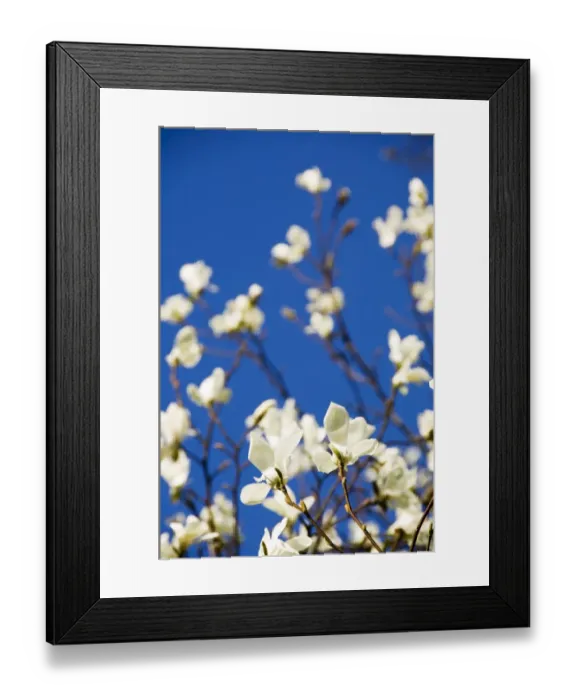 Framed Print : Magnolia flowers N070275