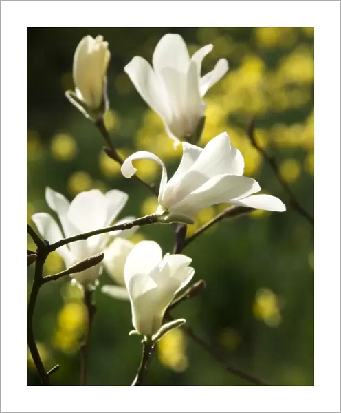 Magnolia flowers N070276