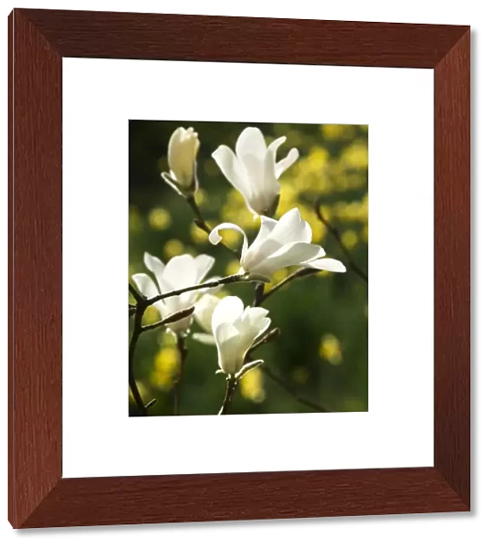 Magnolia flowers N070276