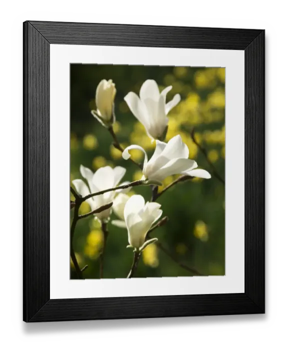 Framed Print : Magnolia flowers N070276