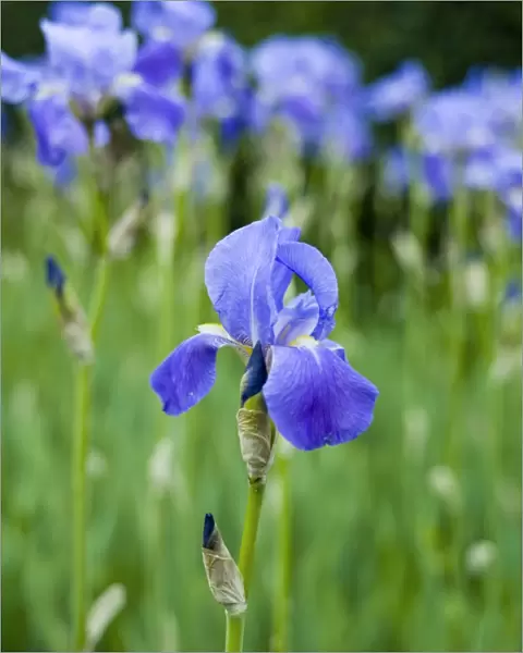 Iris flower N070344