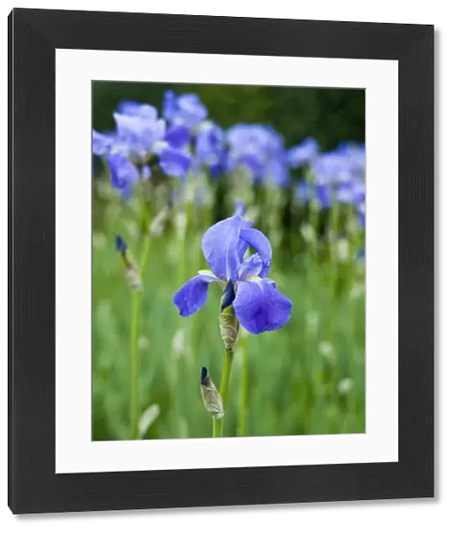 Iris flower N070344