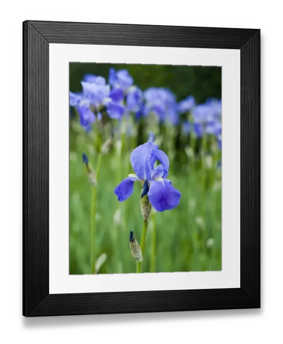 Framed Print : Iris flower N070344