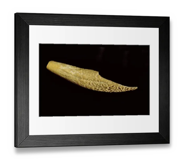 Framed Print : Antler tool J010076 Framed Print : Antler tool J010076