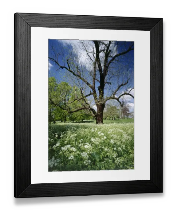 Framed Print : Black Walnut tree and Cow Parsley K991609