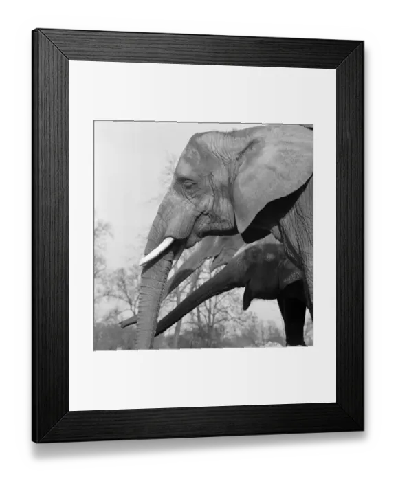 Framed Print : Elephants a098698