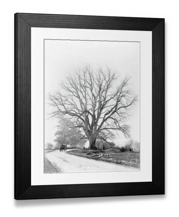 Framed Print : The Fyfield Elm CC73_00468