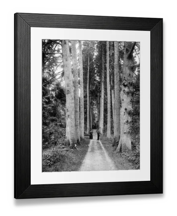 Framed Print : Cirencester Park CC72_01273