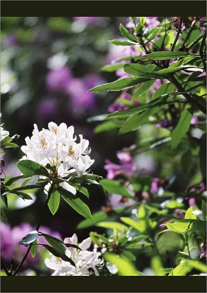 White rhodedendron flower N030031