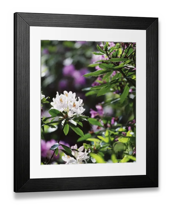 Framed Print : White rhodedendron flower N030031