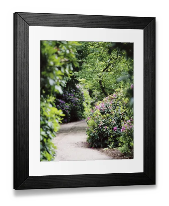 Framed Print : Flowering rhodedendrons N030032 Framed Print : Flowering rhodedendrons N030032