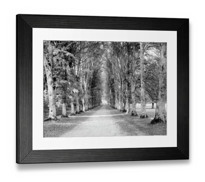 Framed Print : Dames Avenue, Highclere Castle CC72_01043