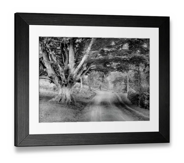 Framed Print : Highclere parkland CC72_01044