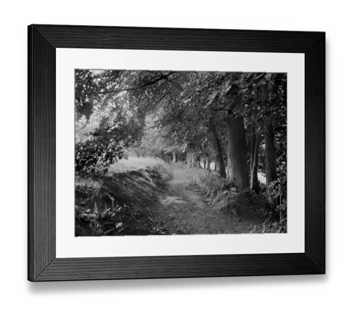 Framed Print : Tree lined path CC97_02708 Framed Print : Tree lined path CC97_02708