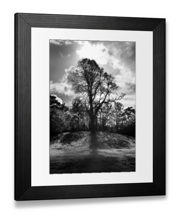 Framed Print : Tree N090777