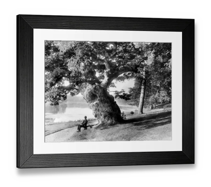 Framed Print : Blenheim Palace Park CC49_00093