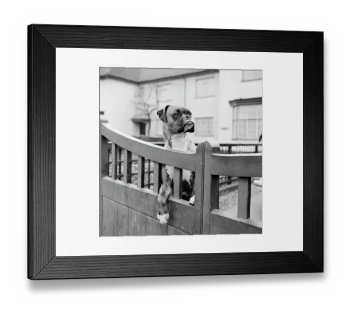Framed Print : Boxer dog a076293