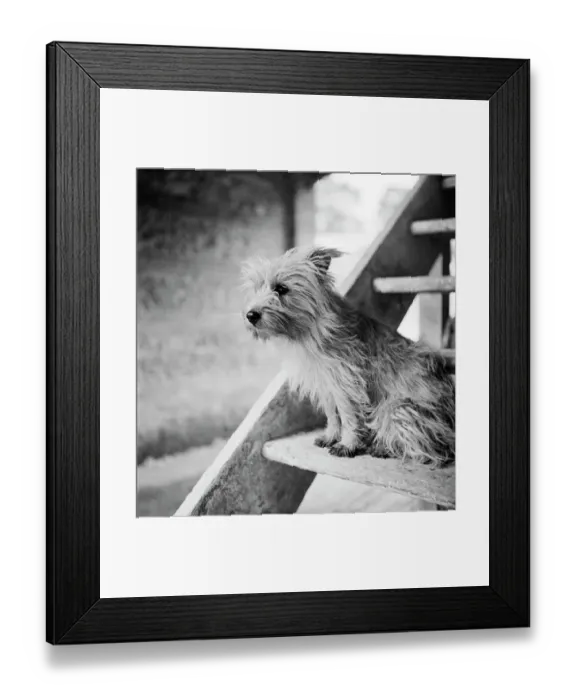 Framed Print : Terrier dog a083339