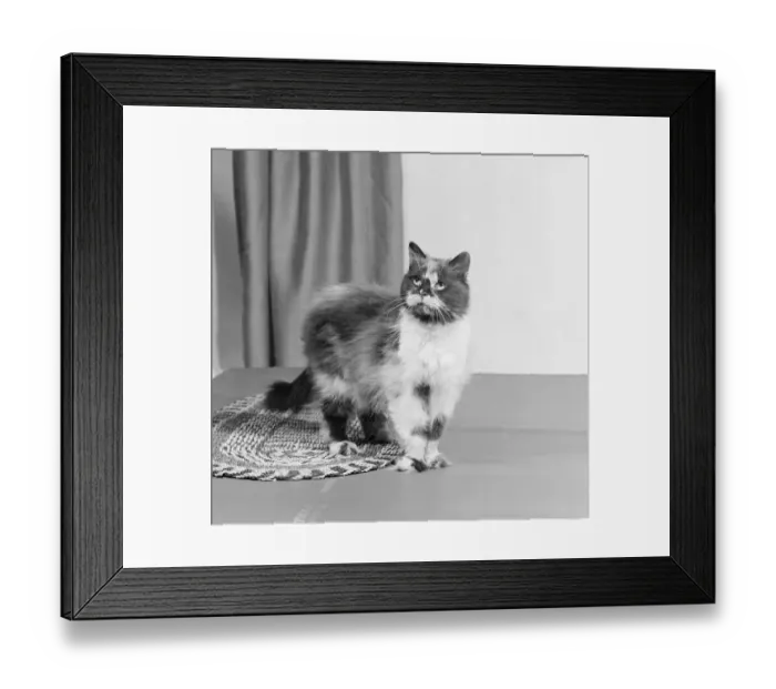 Framed Print : Cat a067698