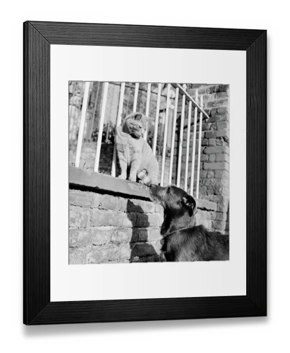 Framed Print : Cat and dog a072439