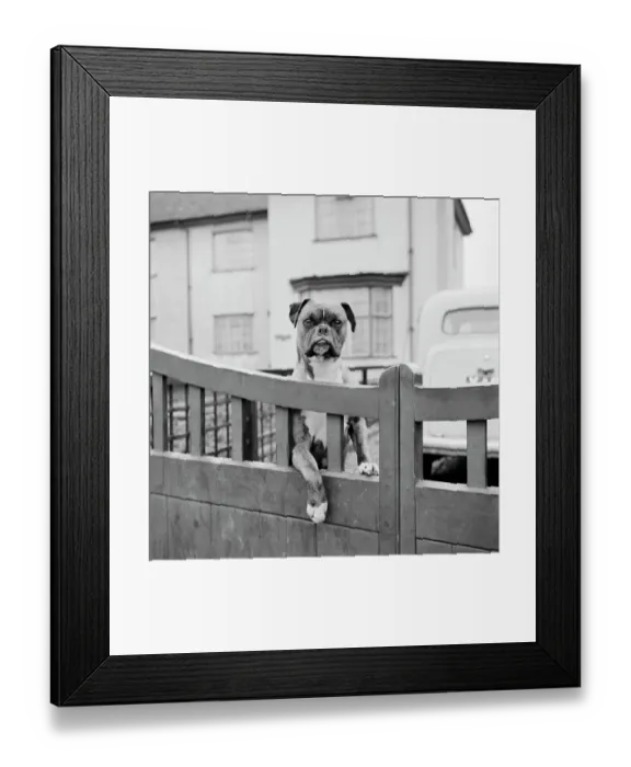 Framed Print : Boxer dog a076294