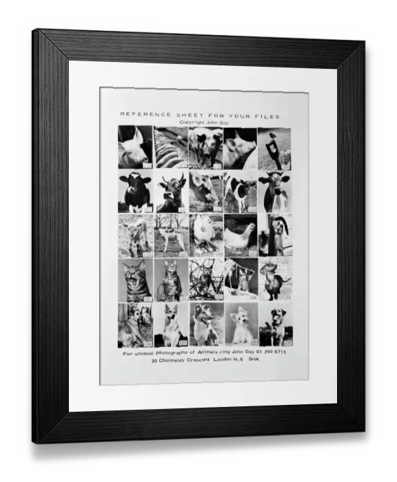 Framed Print : Animal montage a088041 Framed Print : Animal montage a088041