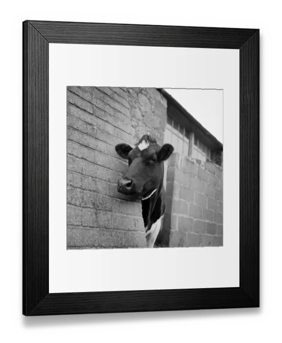 Framed Print : Cow a092274