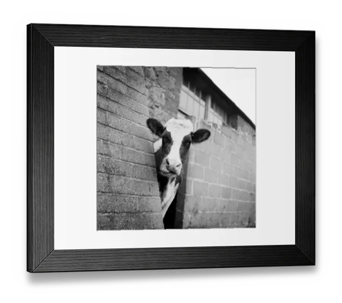 Framed Print : Cow a092314