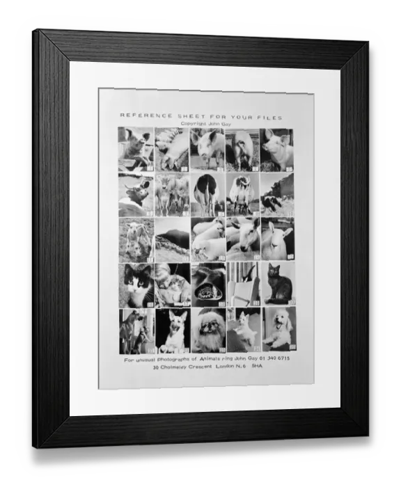 Framed Print : Animal montage a093111 Framed Print : Animal montage a093111
