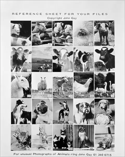 Animal montage a093112
