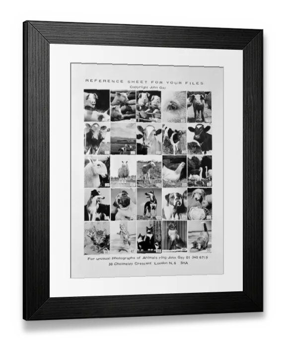 Framed Print : Animal montage a093112