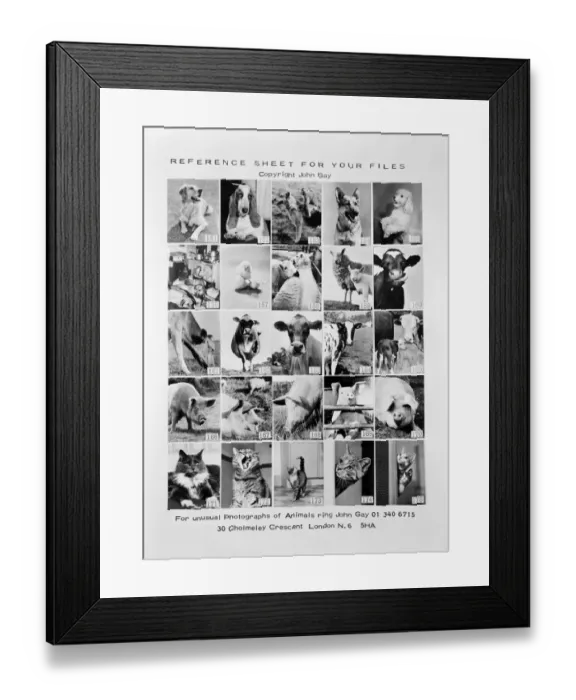 Framed Print : Animal montage a093117