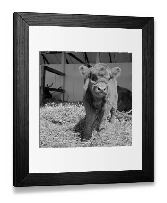 Framed Print : Highland calf a094021