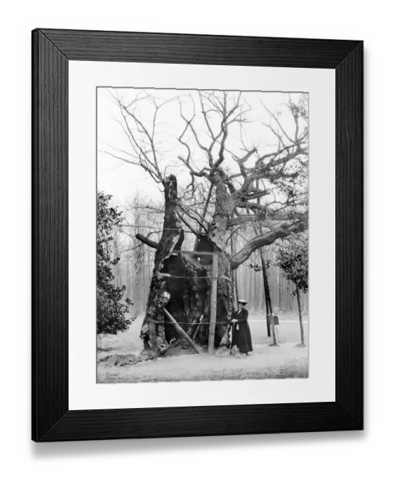 Framed Print : Robin Hoods Larder BB98_02554