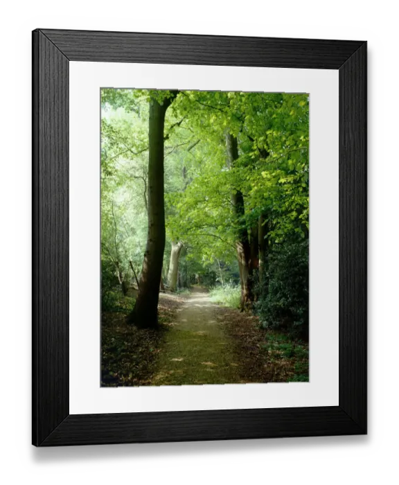 Framed Print : Down House Sandwalk K000189