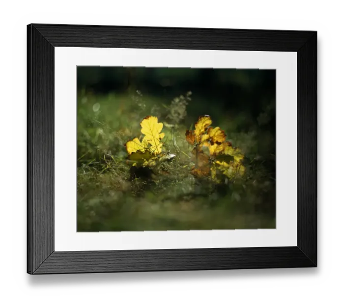 Framed Print : Oak leaves K030977