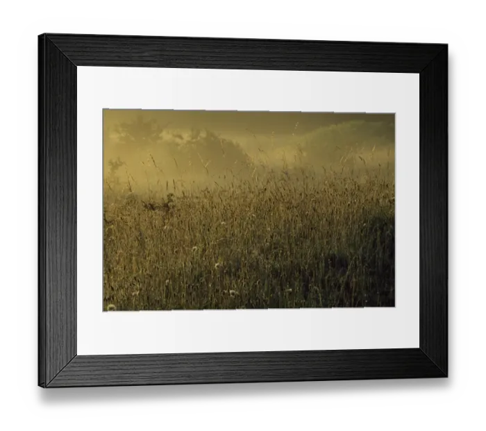 Framed Print : Wild grasses M030106 Framed Print : Wild grasses M030106