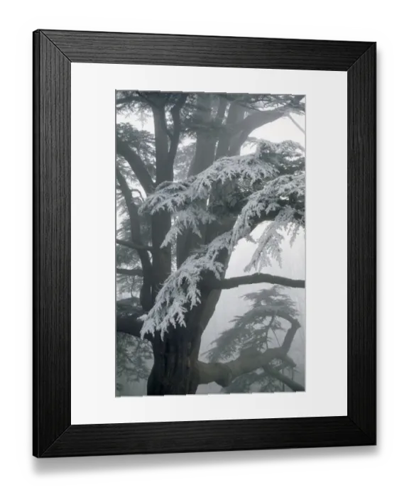 Framed Print : Audley End Gardens M960398
