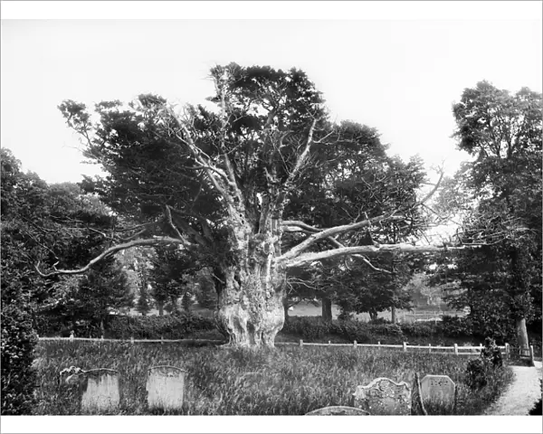 Yew tree at Aldworth CC72_01070